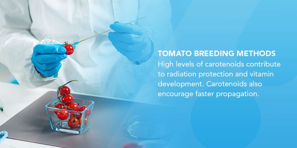 01-Tomato-Breeding-Methods.jpg