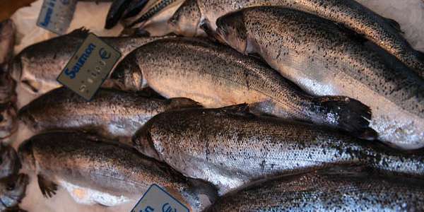Sensory Analysis: Using Visible Spectrophotometry for Quality Detection in  Fish
