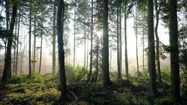 Forestry Applications.jpg