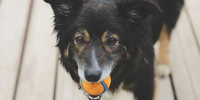color-of-dog-toys-1.jpg