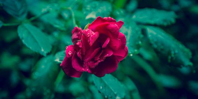 dark-leaves-raindrops-rose-large.jpg