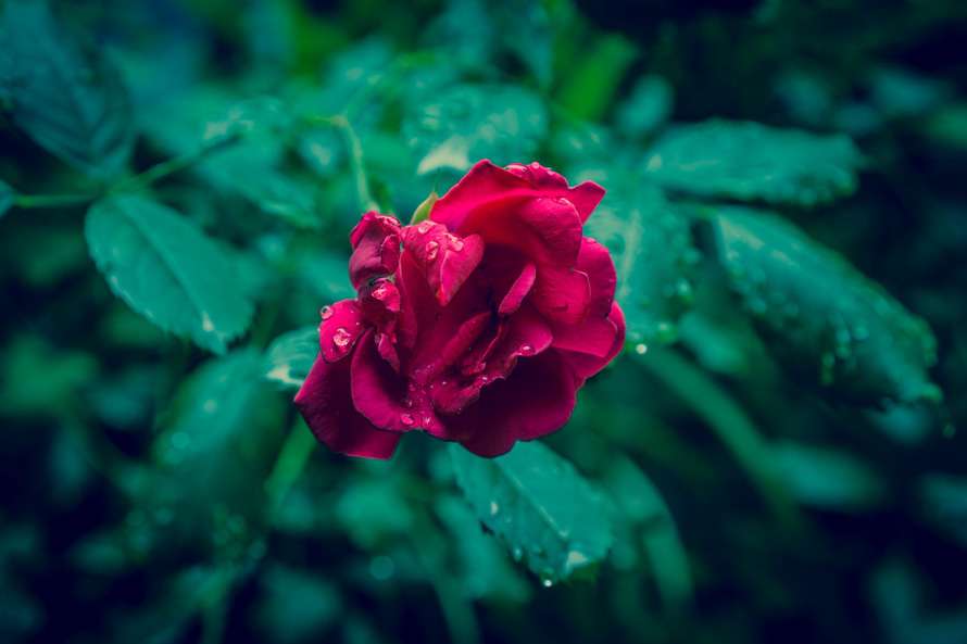 dark-leaves-raindrops-rose-large.jpg