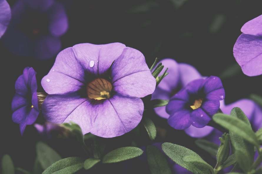 flowers-purple-plant-spring-large.jpg