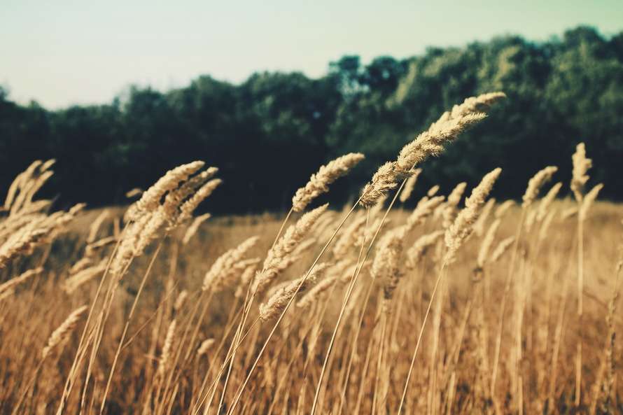 nature-field-summer-agriculture-large.jpg