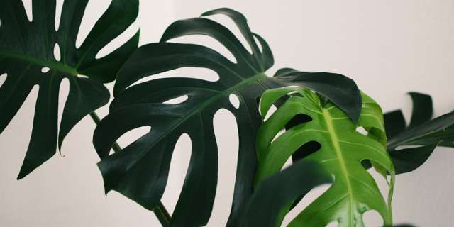 plant-identification.jpg