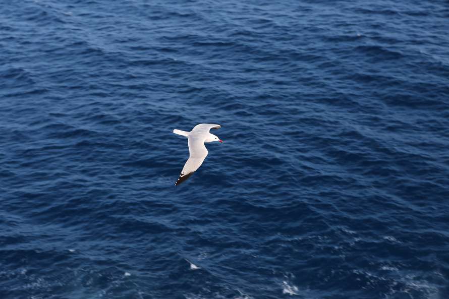 sea-ocean-seagull-gull-large.jpg