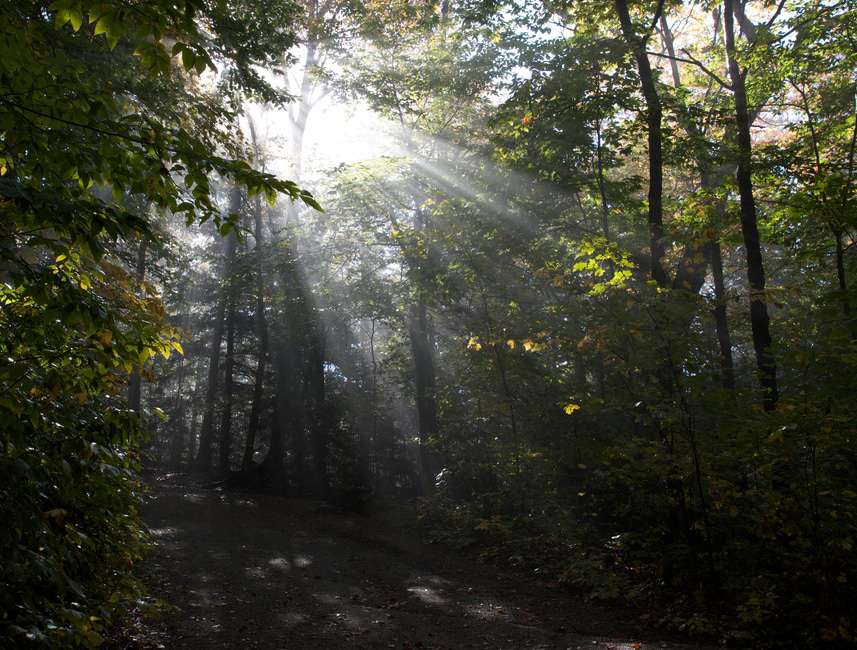 summer-trees-sunlight-trail-large.jpg